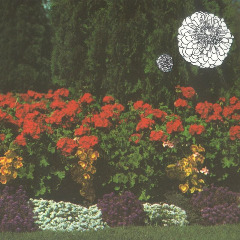 Imaginary Softwoods – Annual Flowers In Color (2020) (ALBUM ZIP)