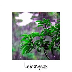 Lemongrass – In The Jungle (2021) (ALBUM ZIP)