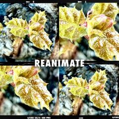Johnny Lloyd – Reanimate (2023) (ALBUM ZIP)