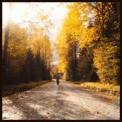 Elina – But The Leaves They Are Changing Stripped (2024) (ALBUM ZIP)
