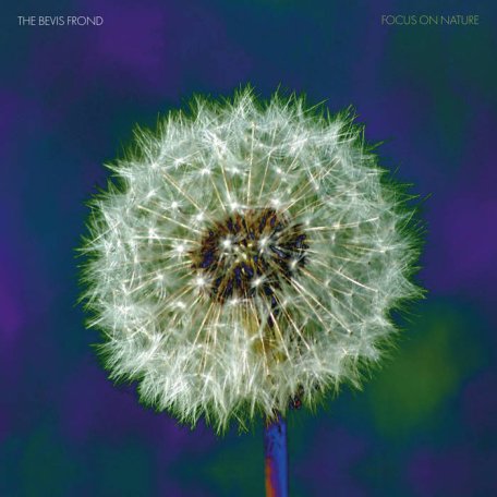 The Bevis Frond – Focus On Nature (2024) (ALBUM ZIP)
